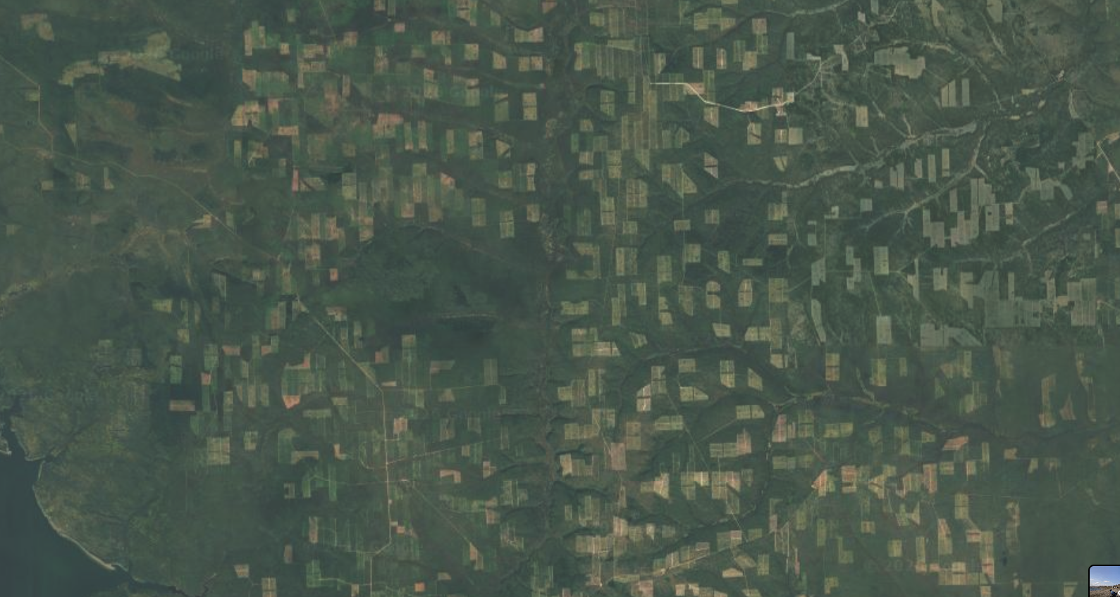 Look how the taiga is being cut down - Google maps, Forest