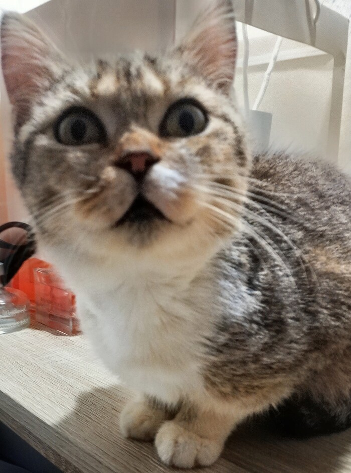 Щечки, от которых невозможно оторваться