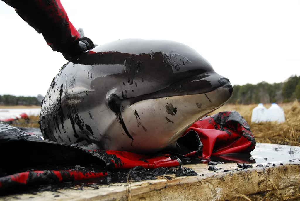 On the untruthful Western media and the formation of the enemy image - Politics, War, Special operation, Black Sea, Russia and Ukraine, Dead Dolphins, Dolphin, Media and press, Facebook (link)