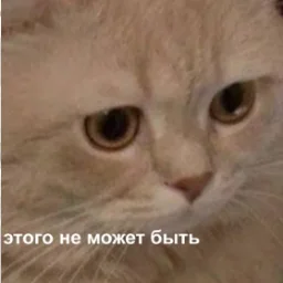 daarioni