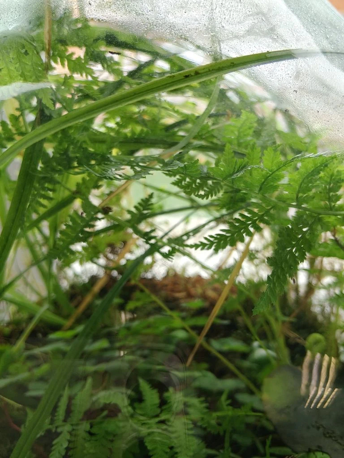 ������� ����� ����� - ����� � ����������