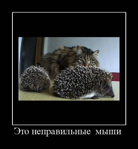 Ответ на пост «Коуч»