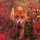 ������ ������������ n1ghtfoxxx