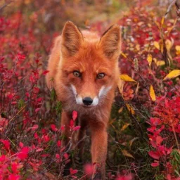 n1ghtfoxxx
