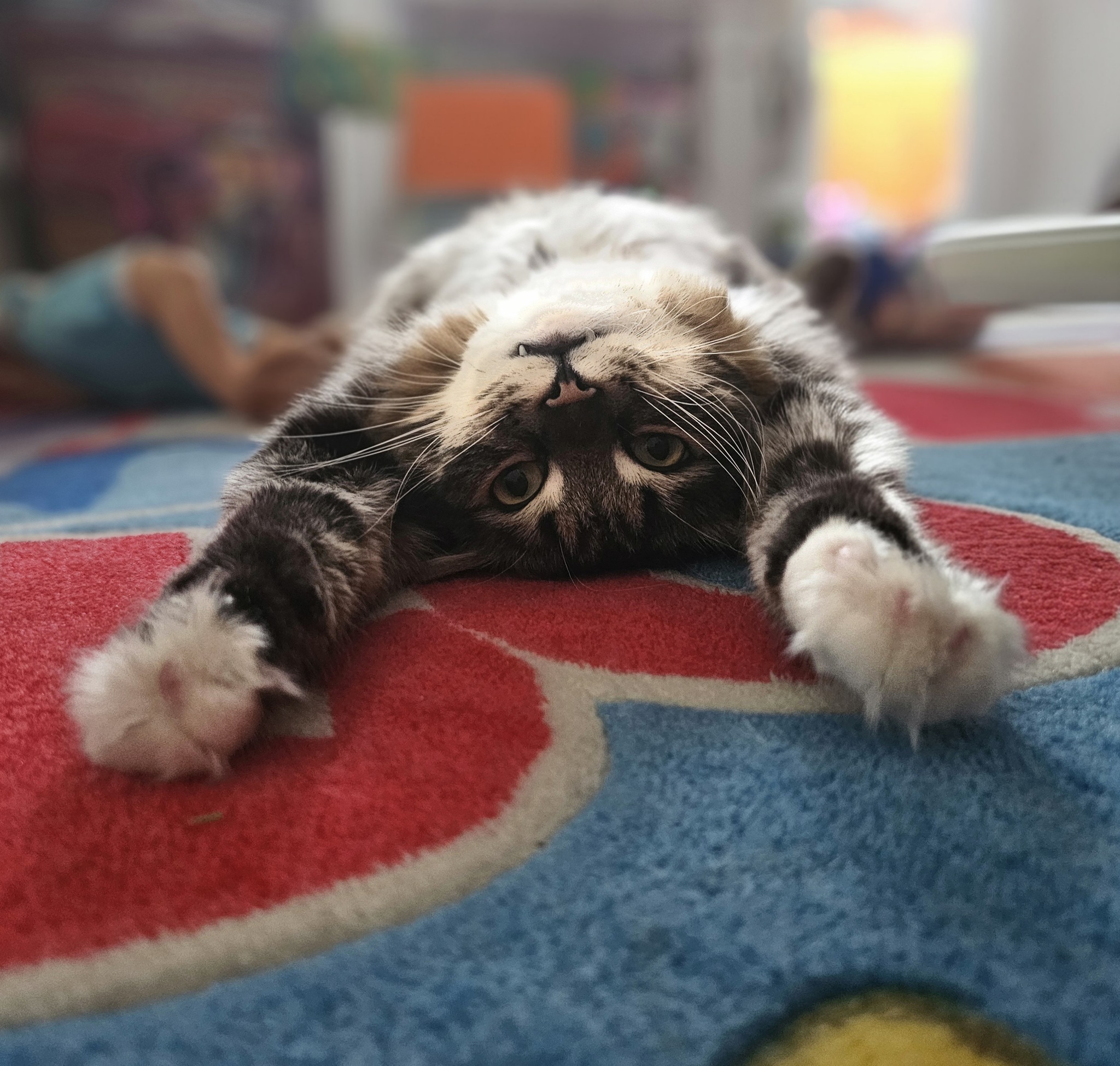 Purr-meow - My, cat, The photo, Funny animals, Lies