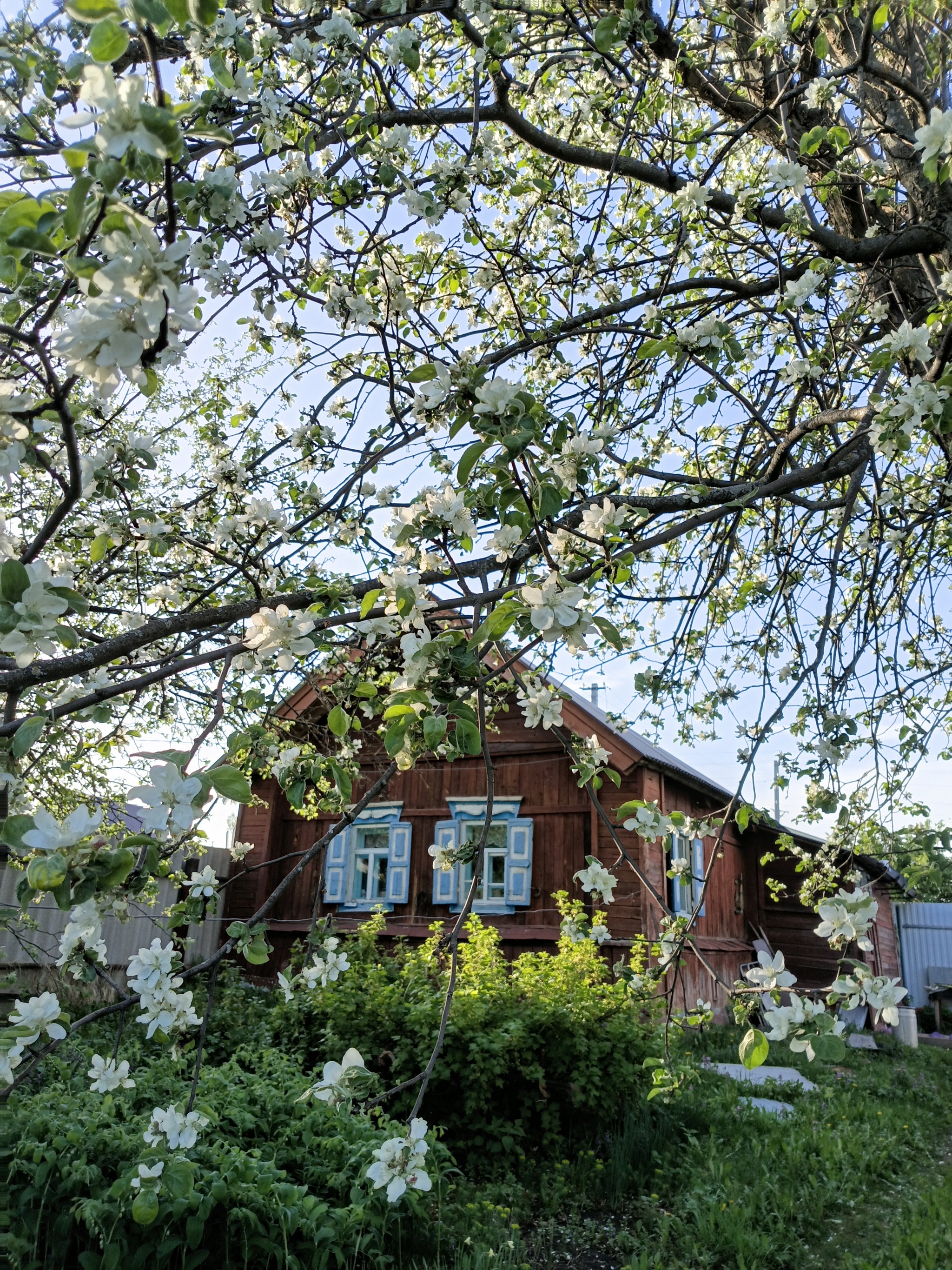 The apple trees are blooming - My, Mobile photography, Spring, Bloom