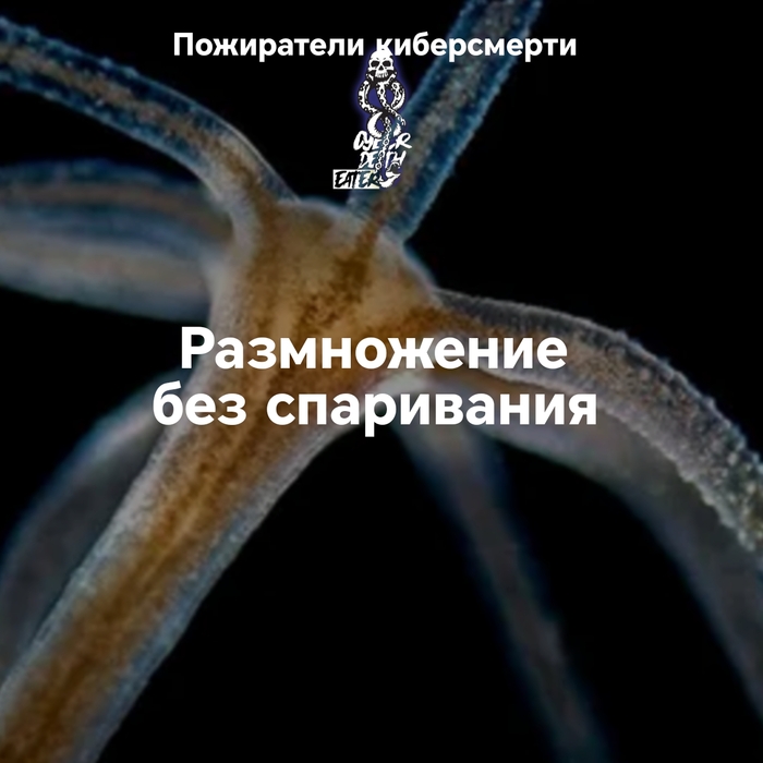 Размножение без спаривания