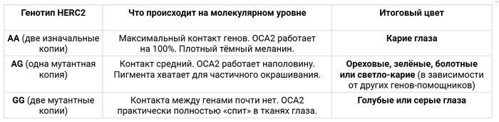 Как формируется цвет глаз