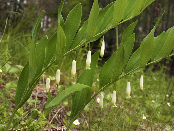 ������ �������� (Polygonatum odoratum). ���� �. ����������.