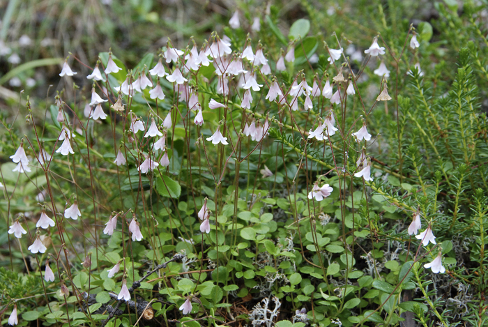 ������ �������� (Linnaea borealis). ���� �. ����������.