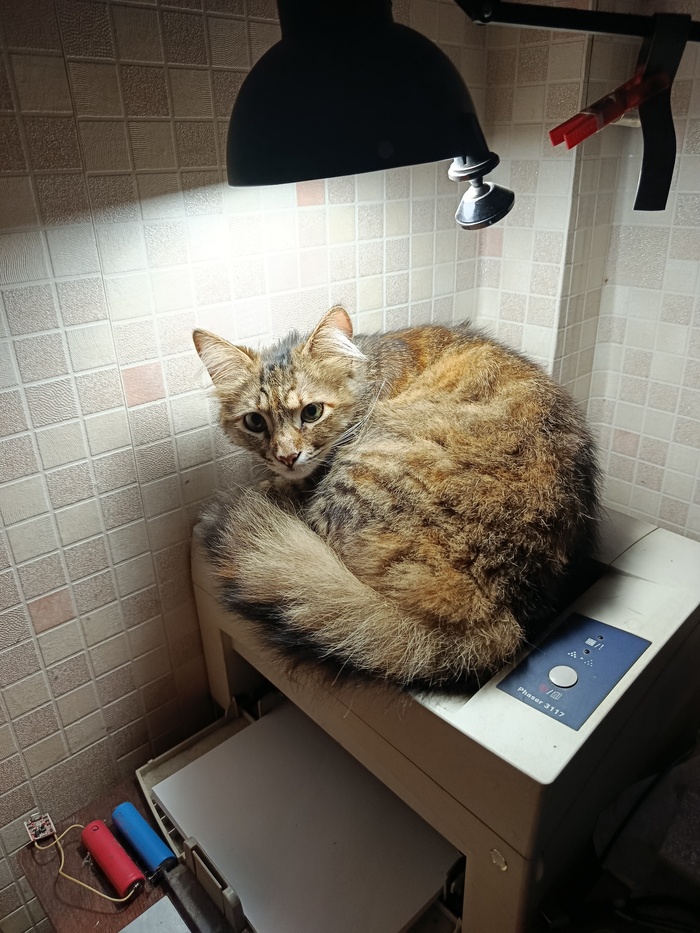 Мой вариант котолампы