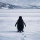 ����� ����� ������ ���� �����������