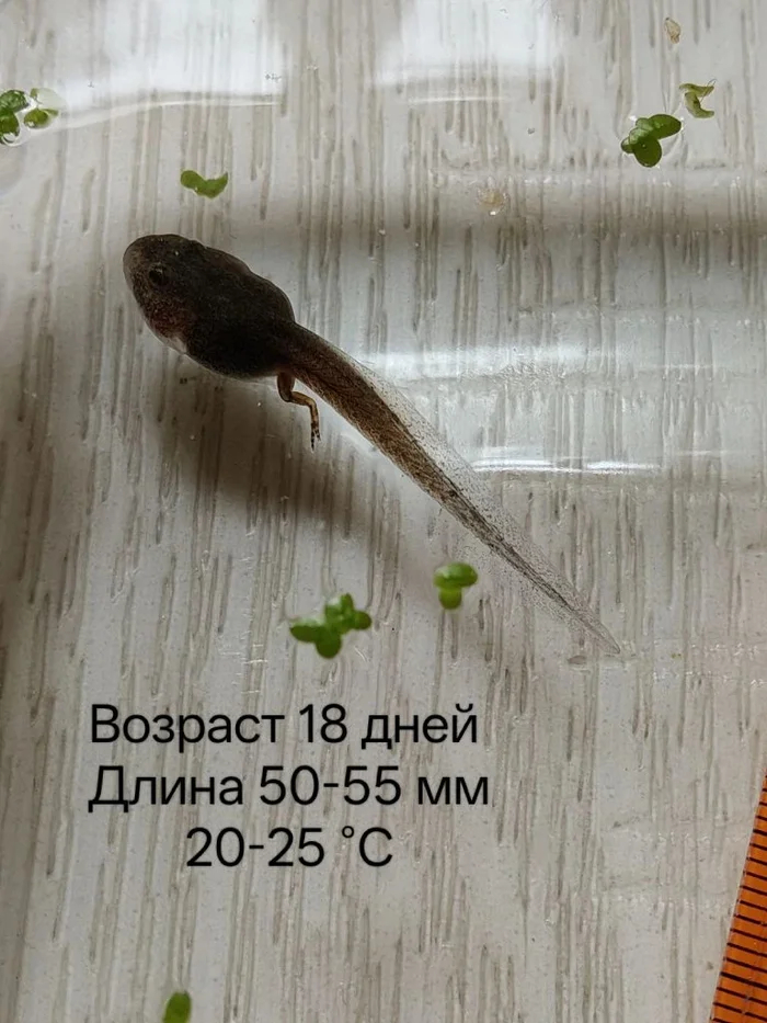 Самый большой головастик