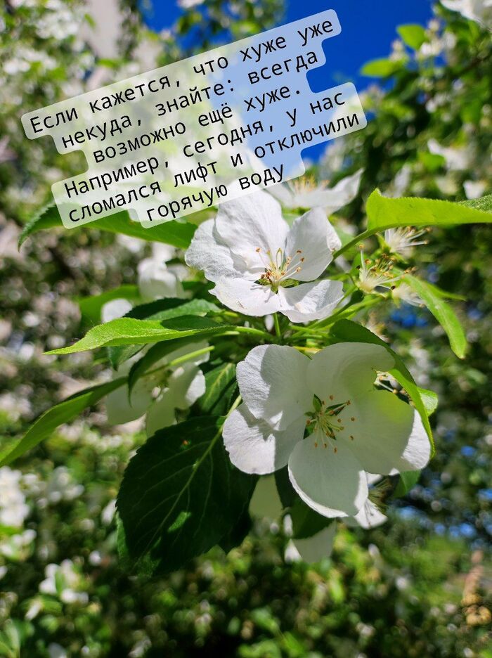 ������ ����