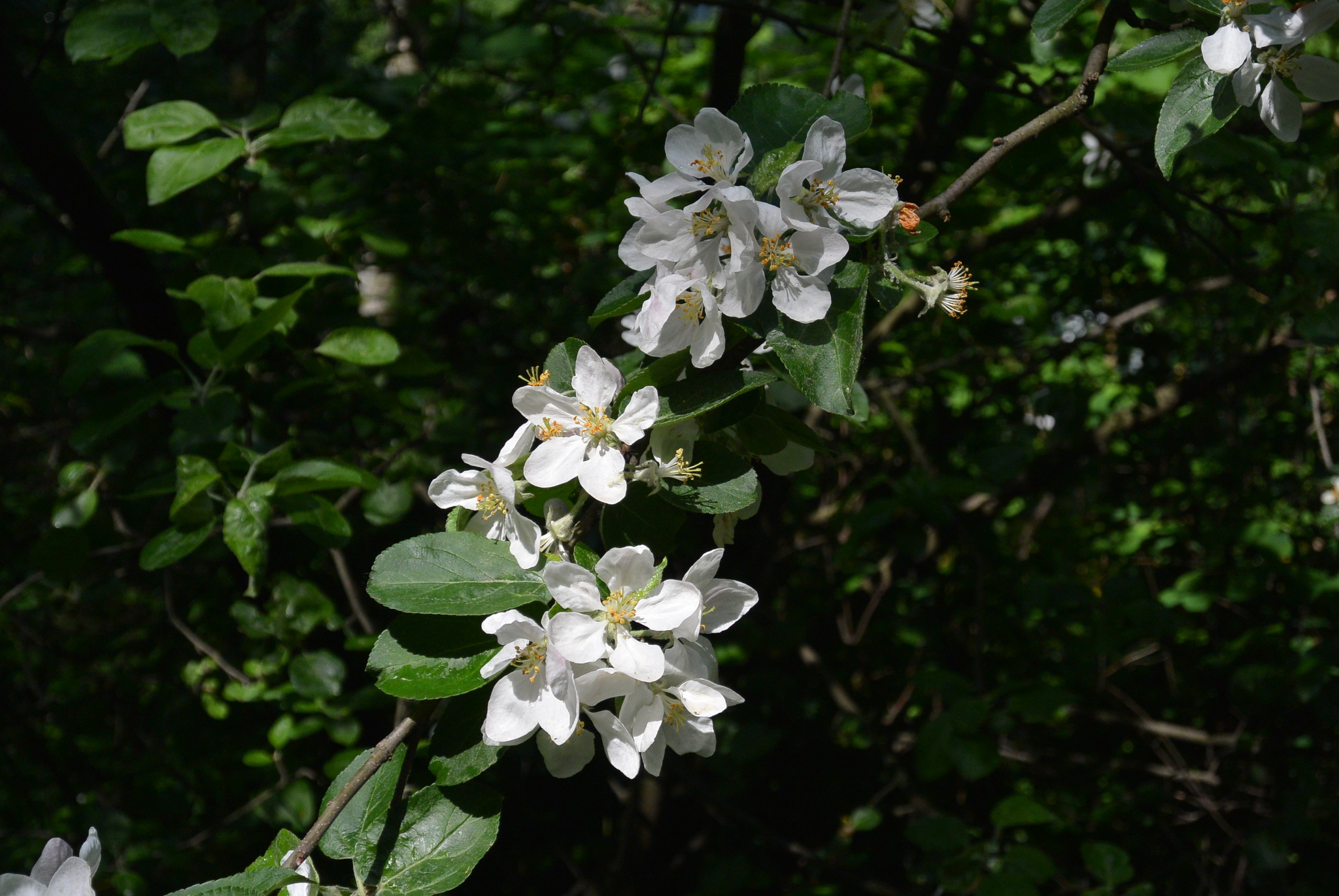 Apple blossom - Spring, Apple tree