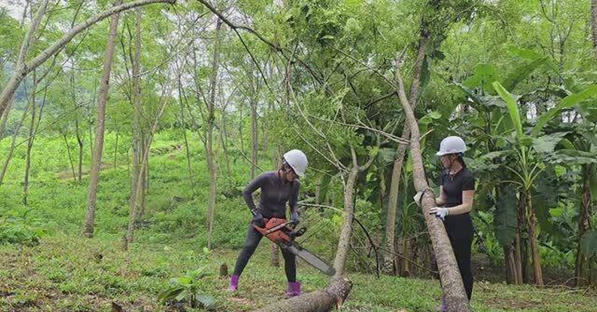 Vietnamese girls are lumberjacks. It's tough, but they get the job done. - Vietnam, Logging, Lumberjack, Process, Rukozhop, Chainsaw, Work, Work days, Girls, Video, Rutube