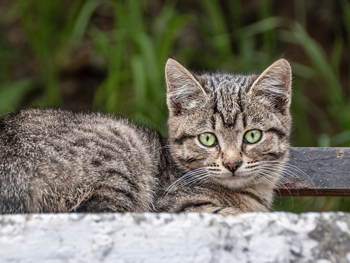Котенок