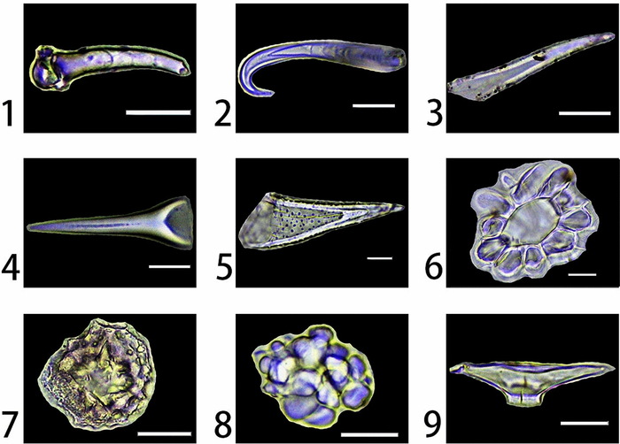 By Yong Ge, Houyuan Lu, Can Wang &amp; Xing Gao - [1] doi:10.1038/s41598-020-72547-w, CC BY-SA 4.0, <!--noindex--><a href="https://d.pikabu.ru/story/kosti_i_u_rasteniy_byivayut_ili_kamni_14007914?u=https%3A%2F%2Fcommons.wikimedia.org%2Fw%2Findex.php%3Fcurid%3D105439126&t=https%3A%2F%2Fcommons.wikimedia.org%2Fw%2Findex.php%3Fcurid%3D105439126&h=cbe5812549ca52478a9e8966d926c8b107f9b0e4" title="https://commons.wikimedia.org/w/index.php?curid=105439126" target="_blank" rel="nofollow noopener">https://commons.wikimedia.org/w/index.php?curid=105439126</a><!--/noindex-->