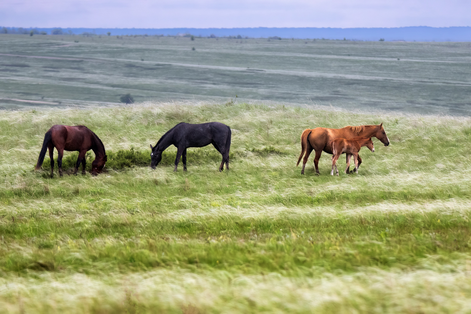 Serenity - Series Don Land2, My, Steppe, Feather grass, Serenity, Landscape, Rostov region, The photo
