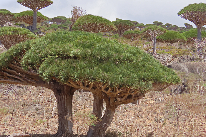 ������� ���������-������� (Dracaena cinnabari). ���� ���������� �.