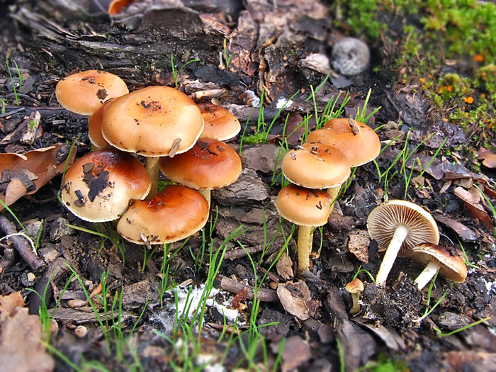 Чешуйчатка гаревая или углелюбивая (Pholiota highlandensis). Фото с сайта <!--noindex--><a href="https://pikabu.ru/story/pirofilnyie_gribyi_14013221?u=http%3A%2F%2Fwikigrib.ru&t=wikigrib.ru&h=c36cf9cf4f3ad2800f39e31398909d49e629e14b" title="http://wikigrib.ru" target="_blank" rel="nofollow noopener">wikigrib.ru</a><!--/noindex-->