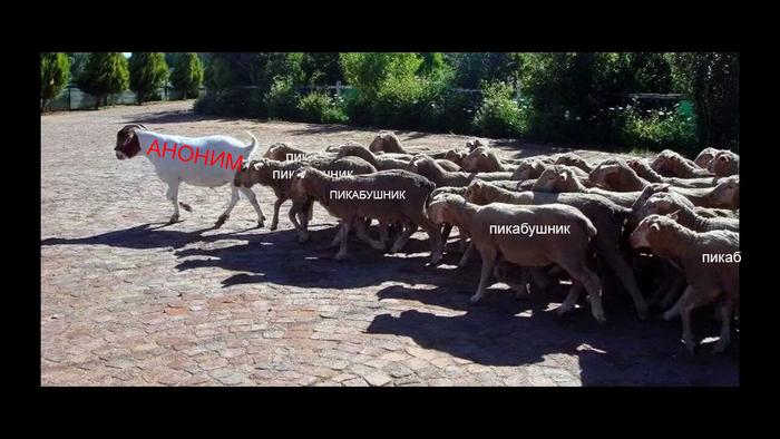 Аноним хуже п...