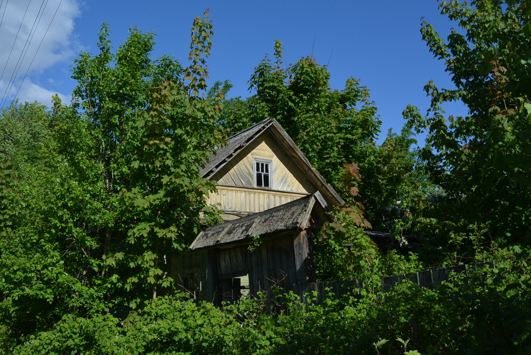 Man vs. nature - My, Nature, Dacha, Forest, Summer