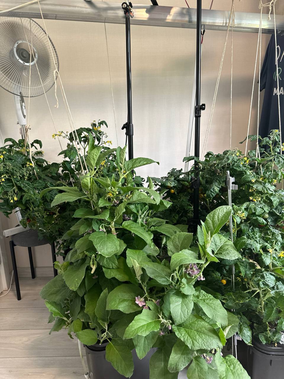 City Farm Microclimate: Operating Parameters and Typical Configuration Errors - Vertical Truss, Climate, Hydroponics, Agronomy, Gardening, Longpost