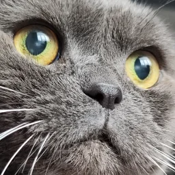 Tosdic