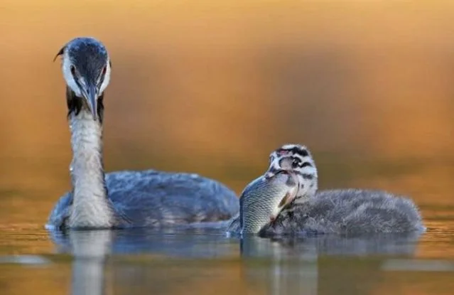 The grandmother watches her grandson eat with favor. - Chomga, Great grebe, Grandmother, Grandchildren, Food, Humor