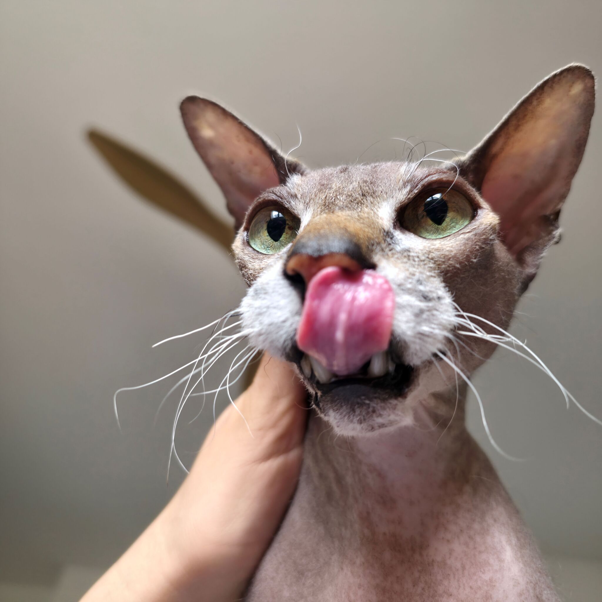 A new book about the cat Karas - Series Stories about the cat Karas, My, cat, Pets, Don Sphynx, Books, Text, Longpost