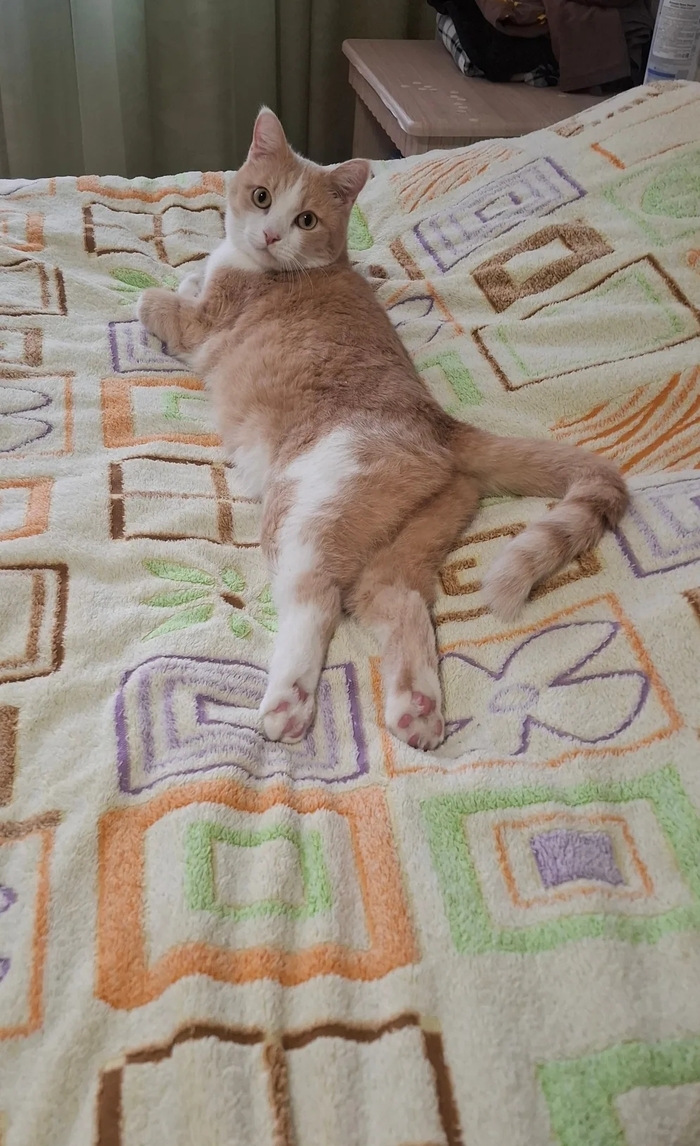 Мистар элегантный кот)