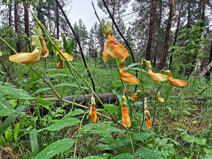 ���� ������� (���. Lathyrus gmelinii) � ����������� ����������� �������� ��������� ���� ���� ������� (Fabaceae). ����: ����� �������