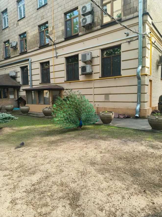 What I love about Moscow is that if you walk into a random courtyard, you can see anything, like peacocks. - My, Moscow, Courtyard, Peacock, Lefortovo, Longpost