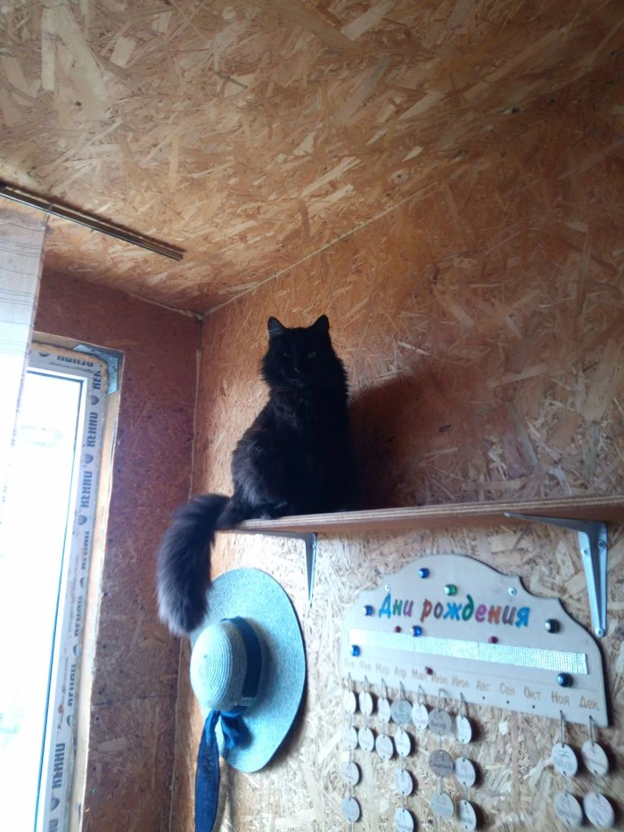второе чёрное золото (то ещё растение)