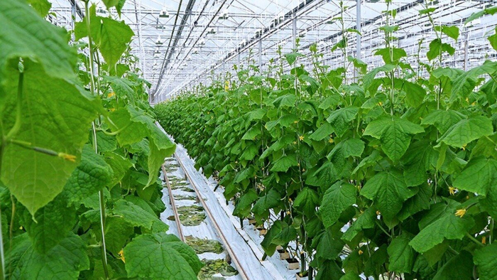 Знакомый агроном рассказал, чем в промышленных теплицах обрабатывают огурцы в жару, чтобы паутинный клещ не испортил урожай 0