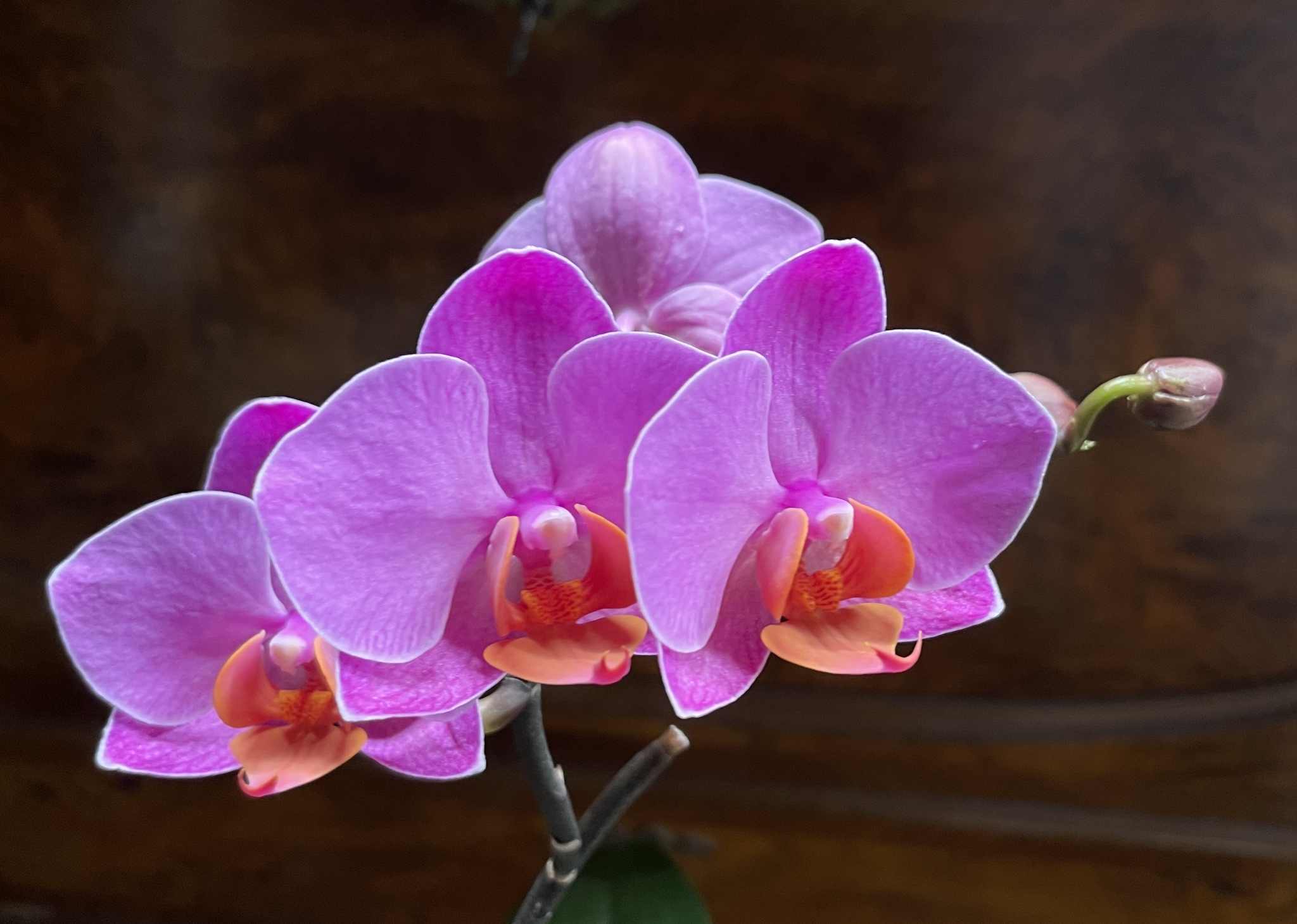 May blossoms - Series Photos of my flowering plants, My, Flowers, Floriculture, Orchids, The photo, Phalaenopsis, Longpost, Houseplants, Bloom