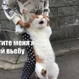lika.a800