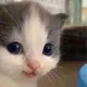 ����� ����� ������ ���� �����������