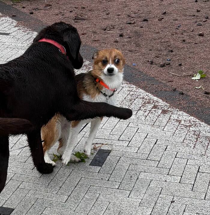 А? Что?)