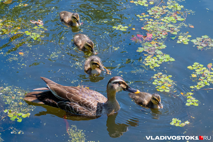 ��������: ����� ������ / <!--noindex--><a href="https://pikabu.ru/story/ocharovatelnyie_utyata_14052005?u=http%3A%2F%2FVLADIVOSTOK1.RU&t=VLADIVOSTOK1.RU&h=65ff03fe28c7228e4127e83457e6f4a14f0430f6" title="http://VLADIVOSTOK1.RU" target="_blank" rel="nofollow noopener">VLADIVOSTOK1.RU</a><!--/noindex-->