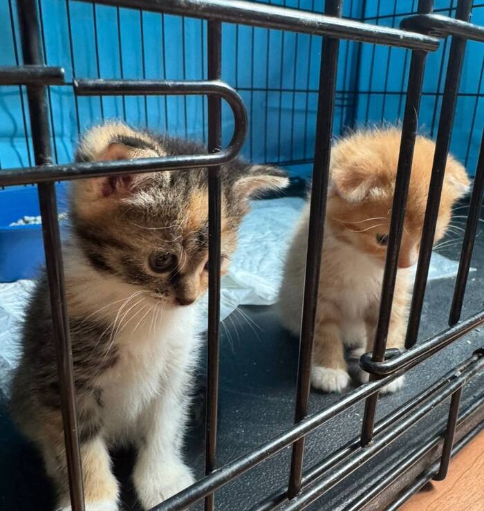 Два чудесных Котёнка ищут дом!