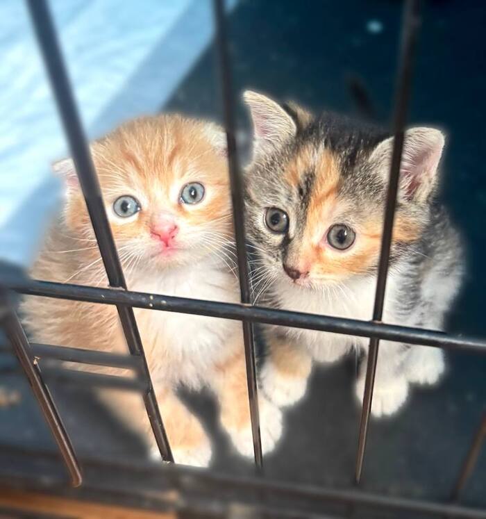 Два чудесных Котёнка ищут дом!