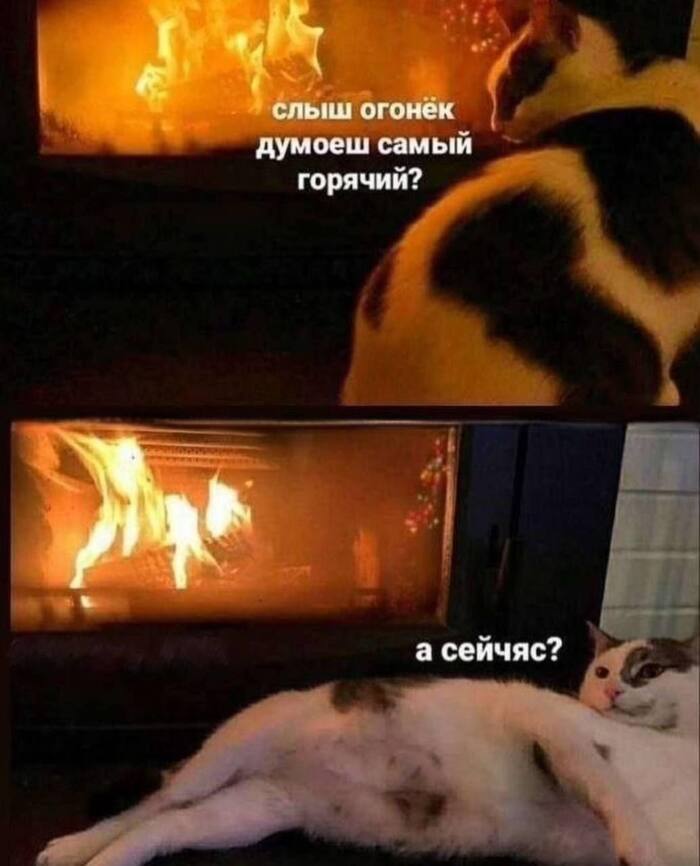 Хорошая попытка котик