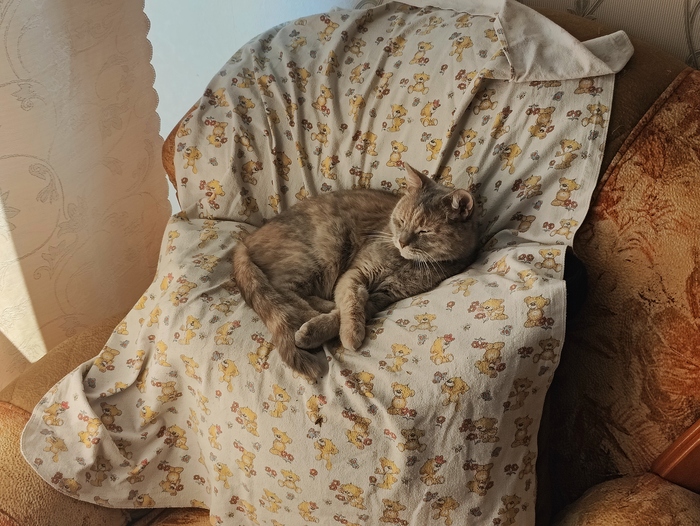Кошка батонится