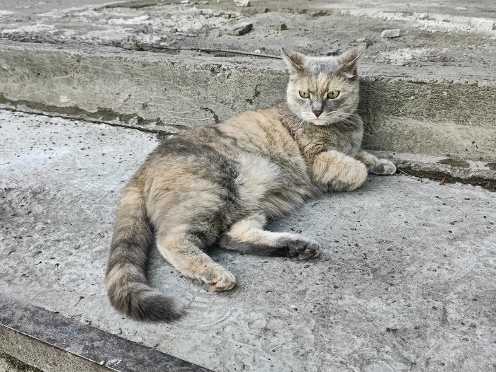 Кошка охлаждается