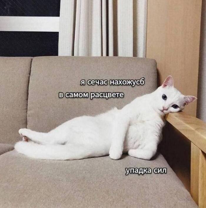 Котик, ещё только вторник, держись