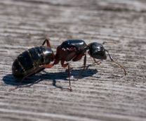 �������-��������� (Camponotus herculeanus)