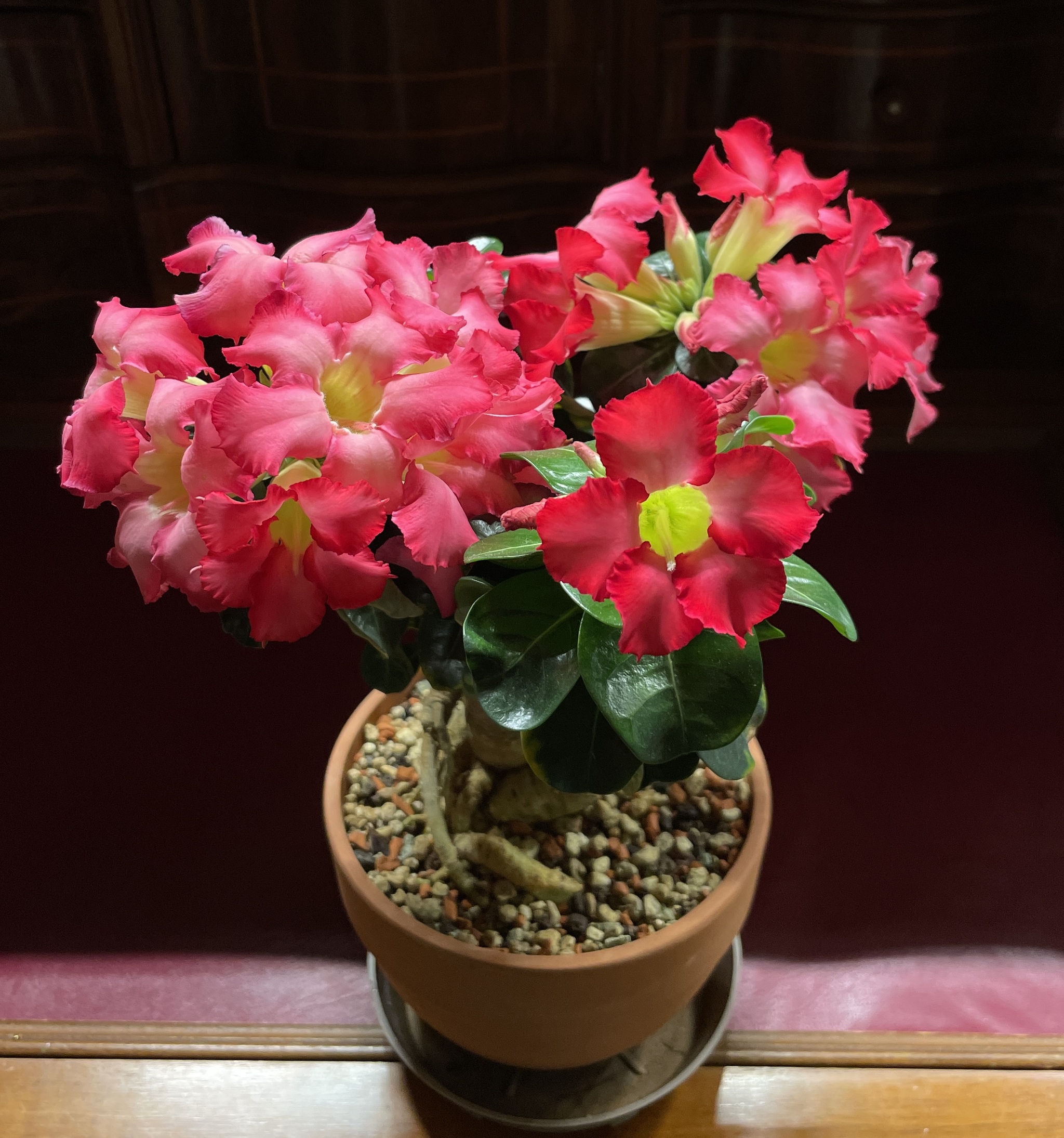 Flaming Mini Adenium - Series Photos of my flowering plants, My, The photo, Flowers, Bloom, Adenium, Floriculture