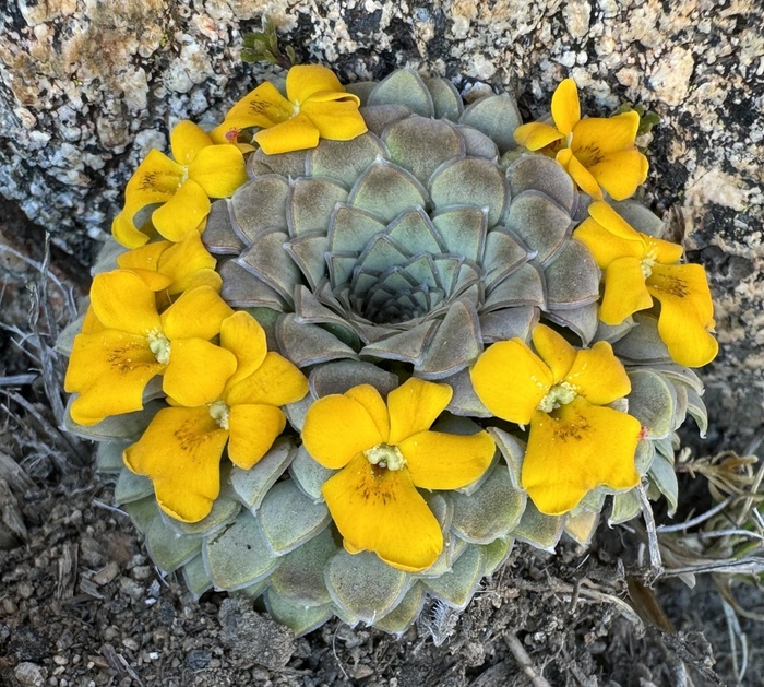 ������ ���������� (Viola coronifera). ���� <!--noindex--><a href="https://d.pikabu.ru/story/fialki_patagonii_14081938?u=http%3A%2F%2Finaturalist.org&t=inaturalist.org&h=36da29dc9fa38f53878b53b1ea8a2c5941d0e9cc" title="http://inaturalist.org" target="_blank" rel="nofollow noopener">inaturalist.org</a><!--/noindex-->